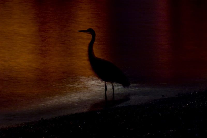 Silhouette Of Great Blue Heron